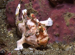 tiny painted frogfish by Geoff Spiby 